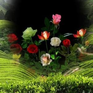 Meet your Posher, Antonia